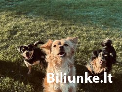 Dvyliktas Biliūnkalnio laiptelis - Kotryna Šližytė